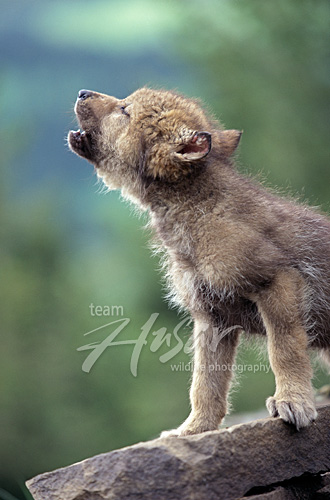 Howling wolf pup Montana * Howling wolf pup Montana *
