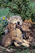 Gray wolf and pups