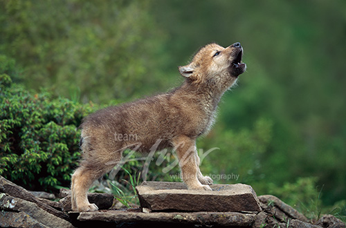Howling wolf pup Montana * Howling wolf pup Montana *