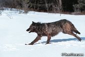 Running black wolf
