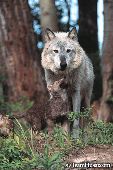 Gray wolf and pup