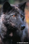 Black wolf portrait
