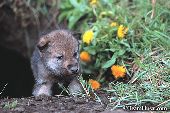 Wolf pup at den entrance