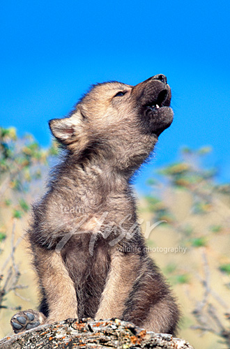 Howling wolf pup Montana * Howling wolf pup Montana *