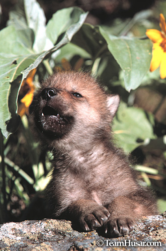 Howling wolf pup Montana * Howling wolf pup Montana *
