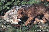Wolf pup greeting its mother