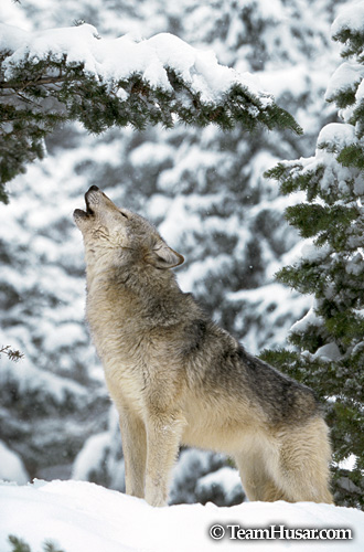 Howling wolf (winter) Montana *