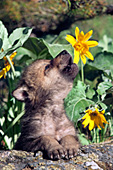 Wolf pup howling near some flowers