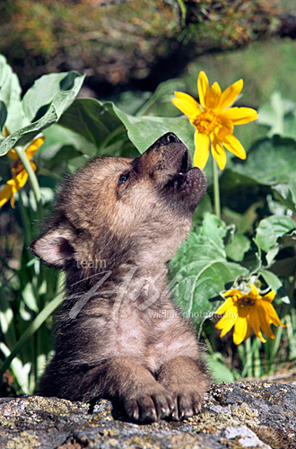 Wolf pup howling near some flowers Montana * Wolf pup howling near some flowers Montana *