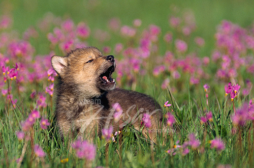 Howling pup in field of flowers Montana * Howling pup in field of flowers Montana *