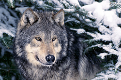 Winter Watch