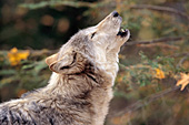 Howling wolf (autumn)