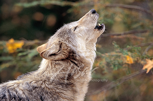 Howling wolf (autumn) Northern Minnesota * Howling wolf (autumn) Northern Minnesota *