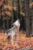 Wolf howling in the North Woods (autumn)
