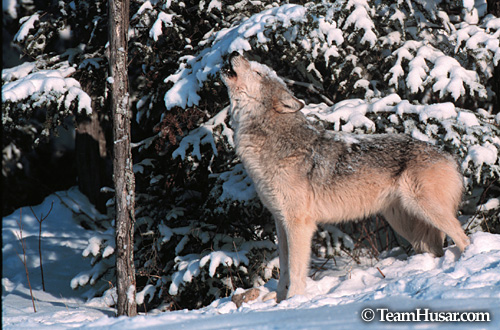 Howling wolf (winter) Northern Minnesota * Howling wolf (winter) Northern Minnesota *