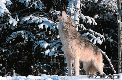 Howling wolf (winter) Northern Minnesota * Howling wolf (winter) Northern Minnesota *