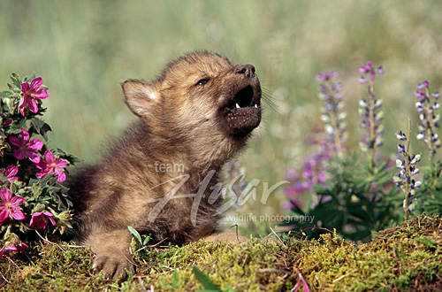 Howling wolf pup Montana * Howling wolf pup Montana *