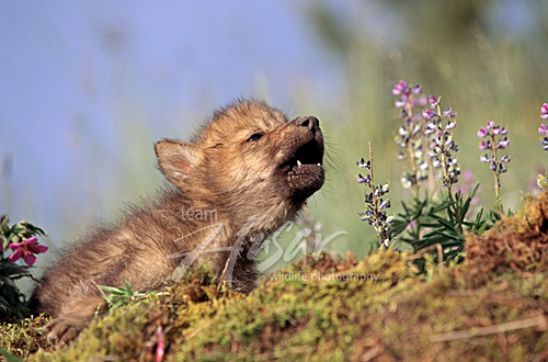 Howling wolf pup Montana * Howling wolf pup Montana *