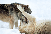 Subordinate wolf greeting the pack leader