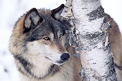 Timber Wolf & Birch Tree