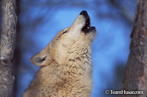 Howling wolf Northern Minnesota * Howling wolf Northern Minnesota *