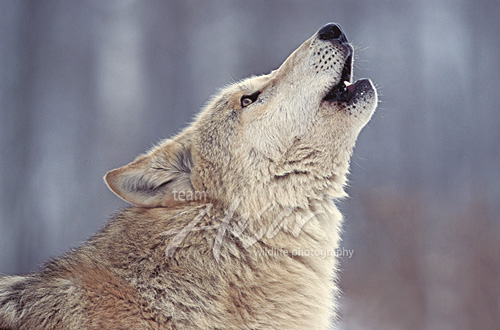 Howling wolf Minnesota * Howling wolf Minnesota *