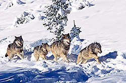Winter Run