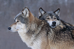 Wolves
