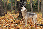 Timber wolf howling in the north woods