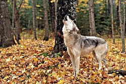 Autumn Song