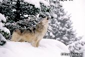 Howling wolf (winter)