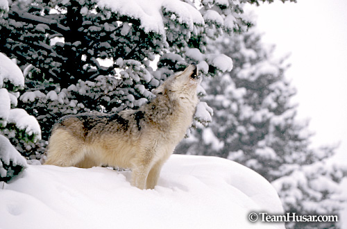 Howling wolf (winter) Montana * Howling wolf (winter) Montana *