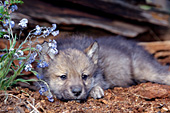 Wolf pup resting in a hollow log