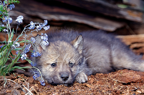 Wolf pup Montana *