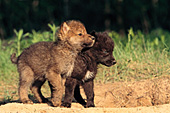 Gray and black pups playing near the den