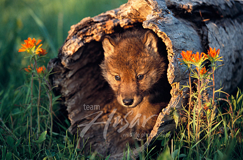 Gray wolf pup in a hollow log Minnesota *
