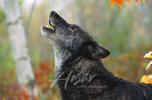 Howling black wolf Minnesota * Howling black wolf Minnesota *