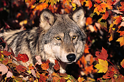 Autumn Splendor