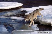 Timber wolf walking on blocks of ice in a river