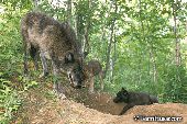 Wolf mother and pups at their den