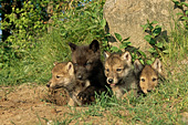 4 wolf pups at their den