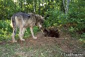 Male wolf nuzzling a pup at the den entrance
