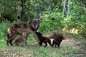 Black wolf and pups near the den entrance
