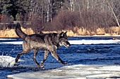 Black wolf running in a partially frozen river