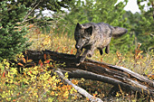 Black wolf jumping over a fallen log (autumn)