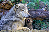 Wolf mother and pup at the den entrance