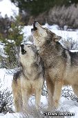 Wolf pair howling in unison
