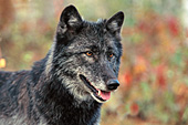 Black wolf portrait (autumn)