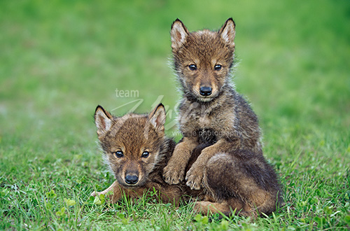 Wolf pup resting on its sibling Minnnesta *
