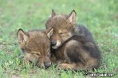 Wolf pup sleeping on its sibling